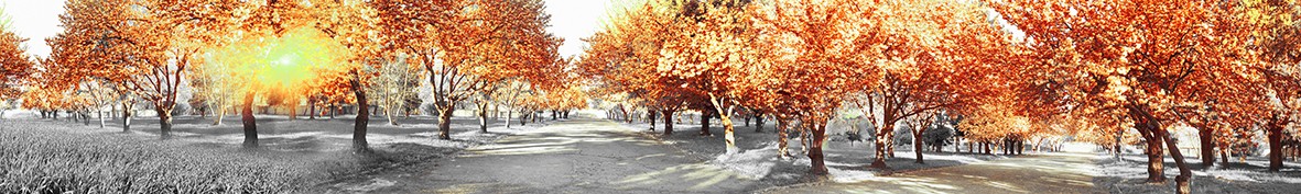 Artskinali-5537