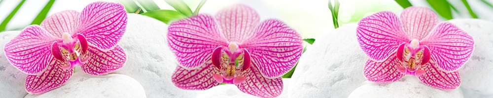 ArtSkinali-249