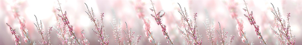 ArtSkinali-6340