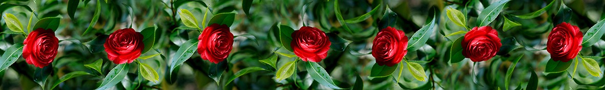 ArtSkinali-6351